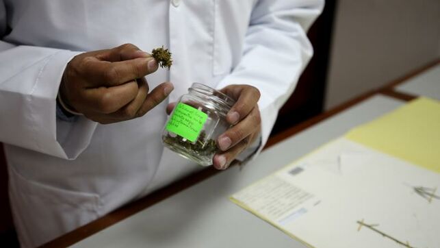 Más preguntas que respuestas en la regulación del cannabis médico en Ecuador