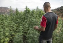 Un lugare&ntilde;o cerca de un cultivo de cannabis, en los alrededores de la ciudad de Ketama, en la regi&oacute;n del Rif, en el norte de Marruecos, el 2 de septiembre de 2019