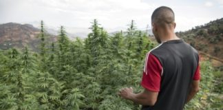 Un lugareño cerca de un cultivo de cannabis, en los alrededores de la ciudad de Ketama, en la región del Rif, en el norte de Marruecos, el 2 de septiembre de 2019