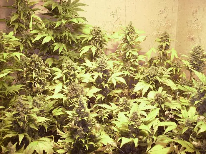 Auto Blue Kush fenotipo morado
