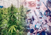 Las ‘startups’ o empresas emergentes que impulsan el sector del cannabis Las ‘startups’ o empresas emergentes que impulsan el sector del cannabis