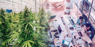 Las ‘startups’ o empresas emergentes que impulsan el sector del cannabis