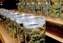Botes marihuana en un club de cannabis en Barcelona / ARCHIVO