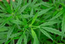 Australia financiará investigaciones sobre el cannabis terapéutico Australia financiará investigaciones sobre el cannabis terapéutico