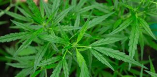Australia financiará investigaciones sobre el cannabis terapéutico