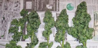 Ahorcarán a hombre por traficar 1 kilo de cannabis en Singapur