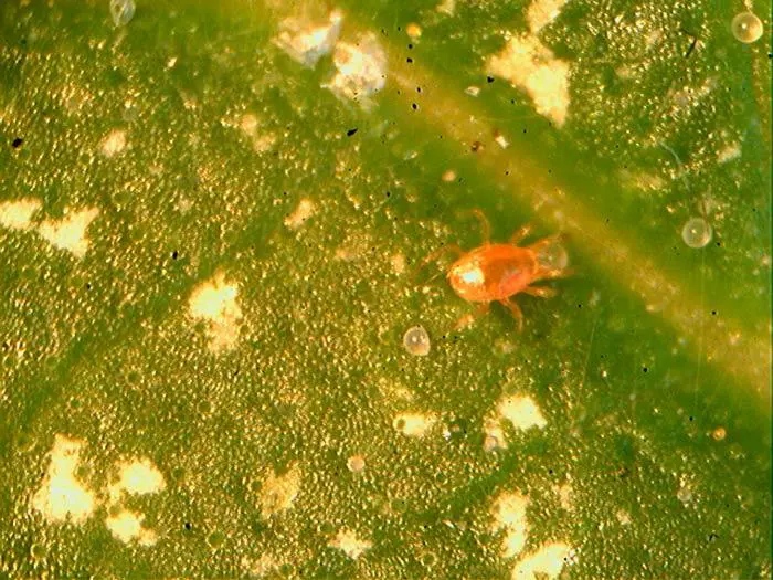 Enemigo natural de la ara&ntilde;a roja depredando huevos.