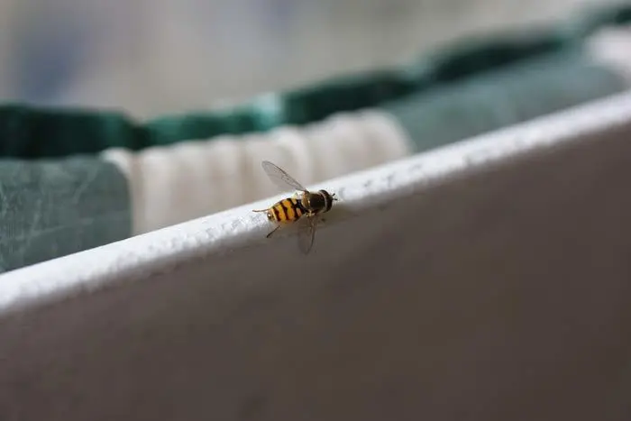 Un s&iacute;rfido depredador de pulgones. Las larvas de esta mosca coloreada y divertida son sanguinarios enemigos naturales de los pulgones.