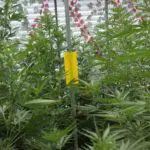La lucha biológica en el cultivo del cannabis Trampas cromáticas para monitorear las plagas.