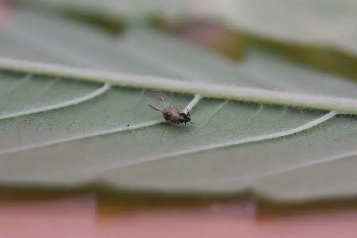 Pulg&oacute;n alado parasitado por un enemigo natural asociado de forma espont&aacute;nea a la colonia plaga.