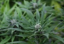 Aplazan en Brasil votación sobre cultivo de marihuana con fines medicinales Aplazan en Brasil votación sobre cultivo de marihuana con fines medicinales