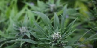 Aplazan en Brasil votación sobre cultivo de marihuana con fines medicinales