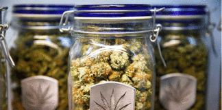 Los científicos dicen que la marihuana hace que las personas mayores sean más inteligentes pero perjudica a los más jóvenes