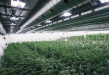 Dinamarca cultivará el cannabis de media Europa Dinamarca cultivará el cannabis de media Europa