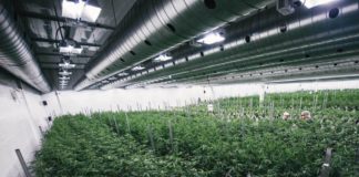 Corte brasileña se pronunciará sobre el cultivo de cannabis, podría abrir puerta a la plantación