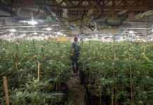 Interior triplica sus trituradoras de marihuana por el alza de incautaciones