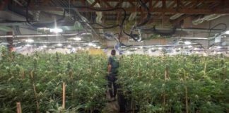 Interior triplica sus trituradoras de marihuana por el alza de incautaciones