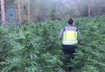 Seis detenidos y 16.000 plantas de marihuana incautadas en Aragón Seis detenidos y 16.000 plantas de marihuana incautadas en Aragón