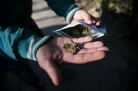 En las farmacias se venden dos variedades de marihuana. Foto: Fernando Ponzetto