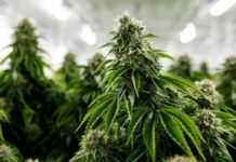 El cultivo de cannabis para uso medicinal todav&iacute;a se regula con una ley de Franco