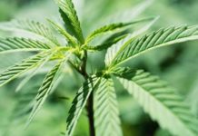Canadienses hacen frente al trastorno de estr&eacute;s postraum&aacute;tico usando cannabis