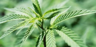 Canadienses hacen frente al trastorno de estrés postraumático usando cannabis