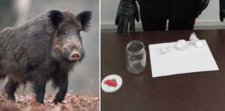 Un jabalí destruye 200.000 euros de cocaína enterrados en un bosque