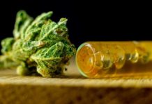 Weediid: un referente sobre el cultivo de cannabis con CBD Weediid: un referente sobre el cultivo de cannabis con CBD