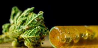 Weediid: un referente sobre el cultivo de cannabis con CBD