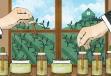 Cannabis medicinal: ¿nace una nueva industria en el Perú? Cannabis medicinal: ¿nace una nueva industria en el Perú?