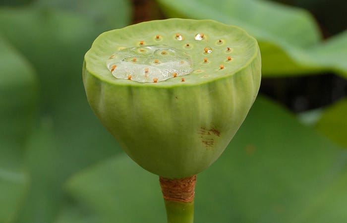 Lotus Nelumbo nucifera