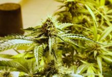 Nueva Jersey pregunta sobre legalización de marihuana en las elecciones de 2020 MG 3803