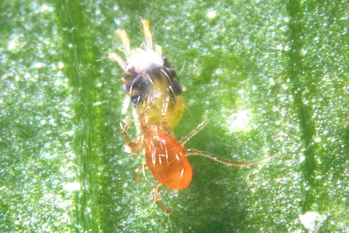 Phytoseyulus