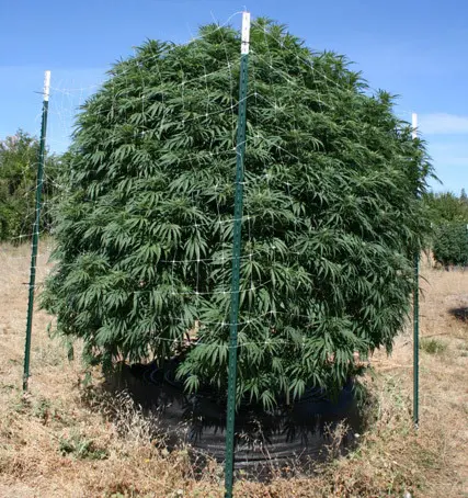 Cultivo en Arlita: Sistemas alternativos – Smart Pots