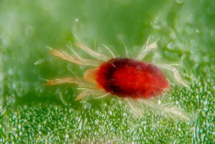 Ara&ntilde;a roja