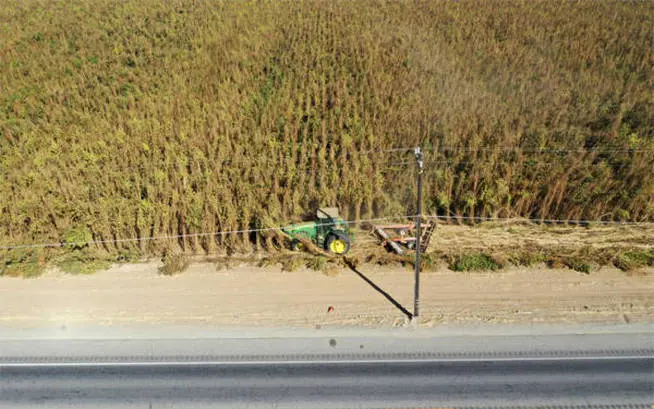 Las autoridades destruyeron la plantaci&oacute;n ilegal (Foto: Facebook/Sheriff Condado Kent)