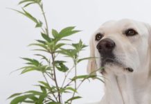 Investigan tratamiento con cannabis para el cáncer de vejiga canino Investigan tratamiento con cannabis para el cáncer de vejiga canino