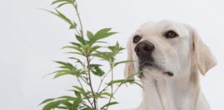 Investigan tratamiento con cannabis para el cáncer de vejiga canino