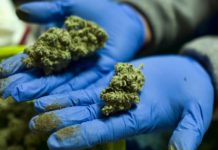 Compañía de marihuana ofrece $3,000 mensuales a quien evalúe sus productos Compañía de marihuana ofrece ,000 mensuales a quien evalúe sus productos
