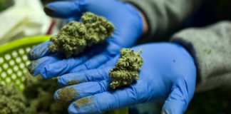 Compañía de marihuana ofrece ,000 mensuales a quien evalúe sus productos