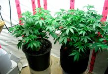Italia aprueba cultivar hasta cuatro plantas de cannabis en casa para uso personal comparativa entre dos plantas con y sin smart pot