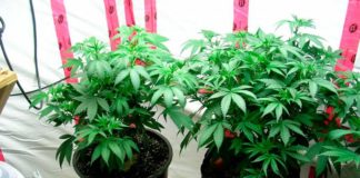 comparativa entre dos plantas con y sin smart pot