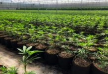 El nuevo decreto del cannabis en Colombia: Avance histórico o golpe silencioso a los pequeños productores El nuevo decreto del cannabis en Colombia: Avance histórico o golpe silencioso a los pequeños productores