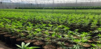 El nuevo decreto del cannabis en Colombia: Avance hist&oacute;rico o golpe silencioso a los peque&ntilde;os productores