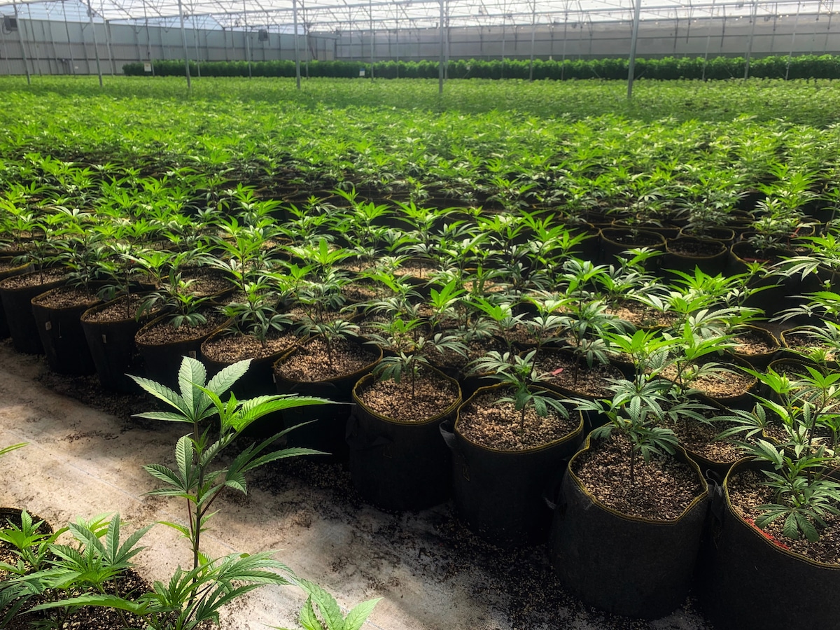 El nuevo decreto del cannabis en Colombia: Avance histórico o golpe silencioso a los pequeños productores