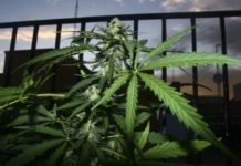 El Supremo afirma que los clubes de cannabis son sólo para adictos y grupos pequeños El Supremo afirma que los clubes de cannabis son sólo para adictos y grupos pequeños