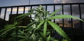 El Supremo afirma que los clubes de cannabis son sólo para adictos y grupos pequeños