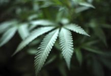 La hoja de marihuana no puede ser una marca La hoja de marihuana no puede ser una marca