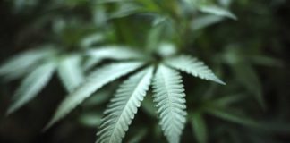 La hoja de marihuana no puede ser una marca