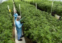 Uruguay registra una ca&iacute;da del tr&aacute;fico de marihuana tras la legalizaci&oacute;n